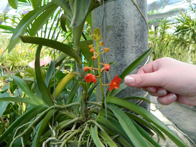 Орхидеи и прочая красота на о. Пхукет - Страница 16 DSCN0144