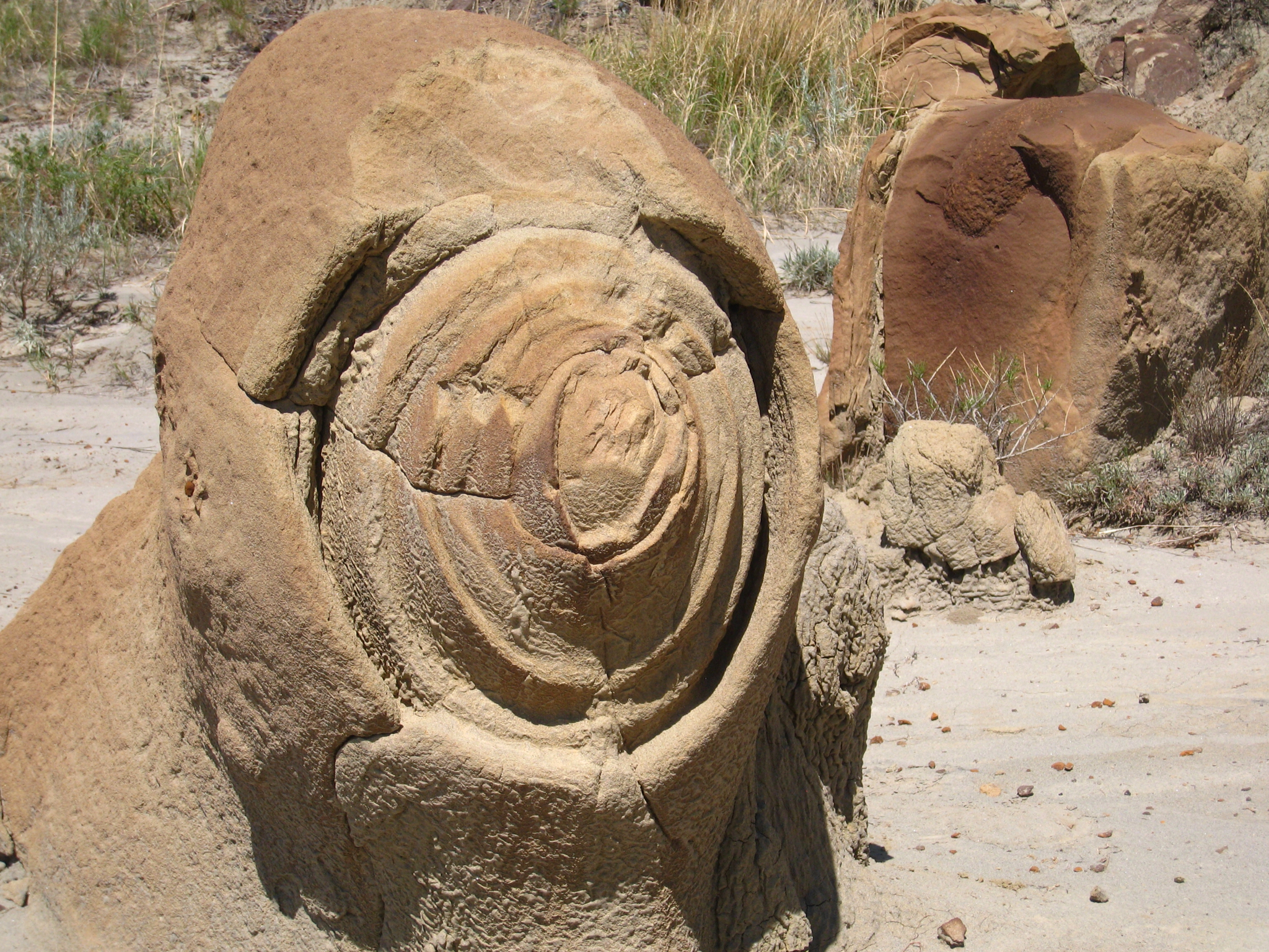 fossil dig near me