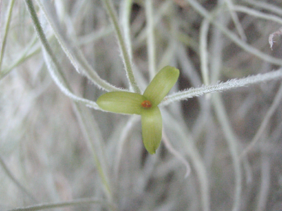 Dendrobium Blog ウスネオイデス スパニッシュモス の花