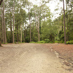 Pines campsite in the Watagans (320624)