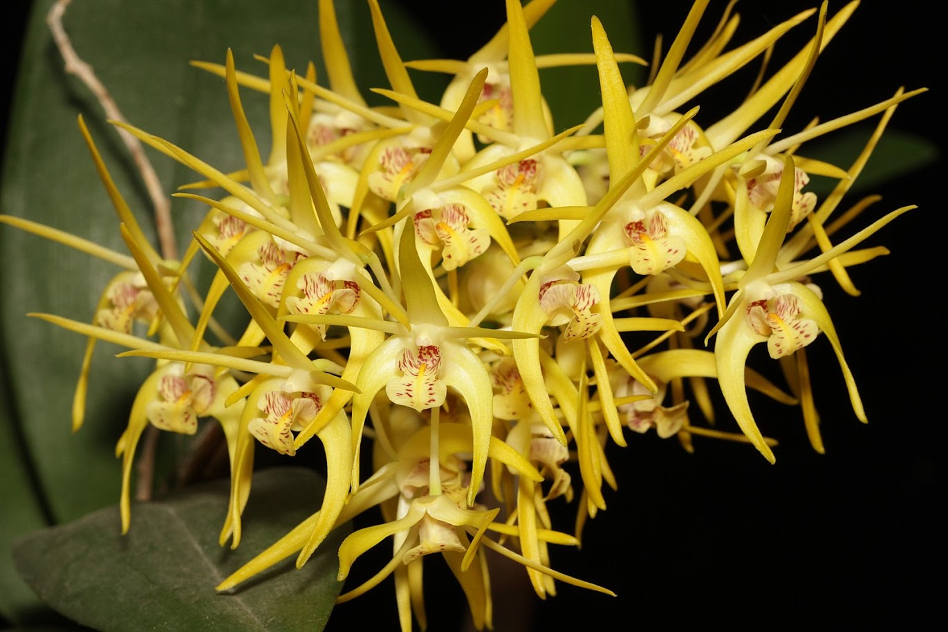 Dendrobium Hilda Poxon (speciosum x tetragonum) IMG_2124+%2528copie%2529