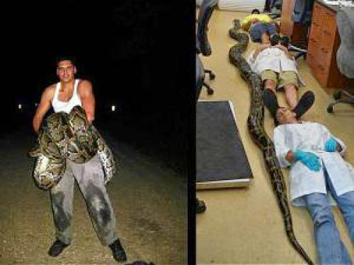 Giant 18 Foot Python Captured In Florida
