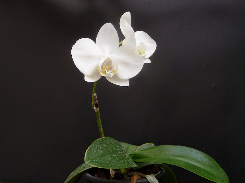 Phalaenopsis aphrodite P1220166