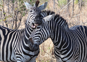 Wildlife Photos of Zebra