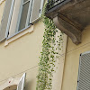 Cascanti Piante Pendenti Da Interno : 11 Easy Gardening Tips for Beginners | HGTV's Decorating ... / Arreda il tuo appartamento o il tuo ufficio con le piante di lezio.