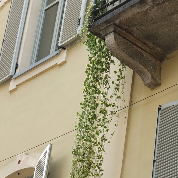 Cascanti Piante Pendenti Da Interno : 11 Easy Gardening Tips for Beginners | HGTV's Decorating ... / Arreda il tuo appartamento o il tuo ufficio con le piante di lezio.