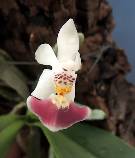 phalaenopsis parishii DSCN1258