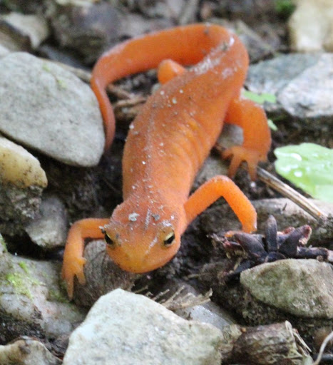 orange lizard