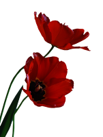 https://lh6.googleusercontent.com/-g6bqujyf8ow/TYl_IlCi2tI/AAAAAAAAFik/p5TisOK2zaY/s1600/FleurDuPsp123417935527_gros.png