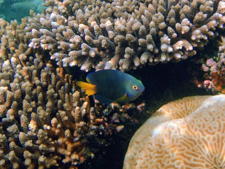 Pomacentrus moluccensis (Yellow Damselfish) Fiji color variation, Naigani Island, Fiji.