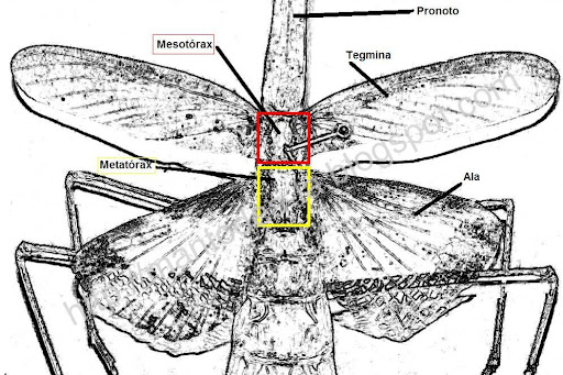 Anatomía y Morfología  básica Thorax