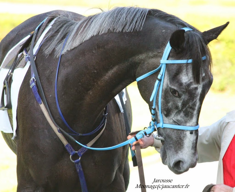 Photos Auteuil le 27-09-2014 IMG_4376