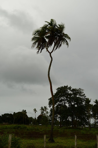 Tonga, el último reino del Pacífico - Blogs de Tonga - De excursión por Tongatapu (4)