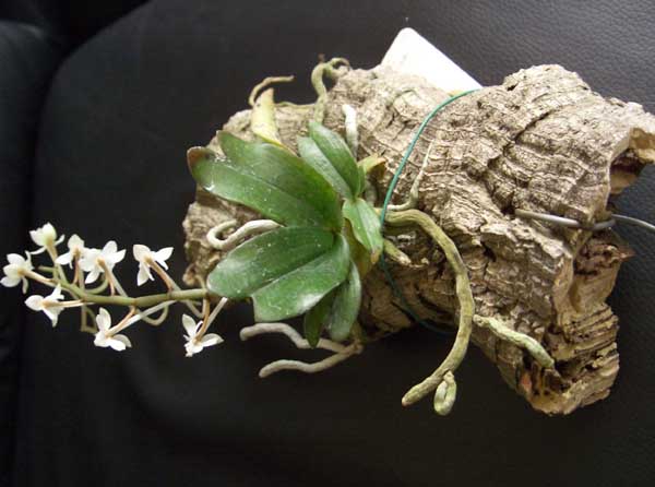 Растения из Тюмени. Краткий обзор Aerangissomalensiscopywq2