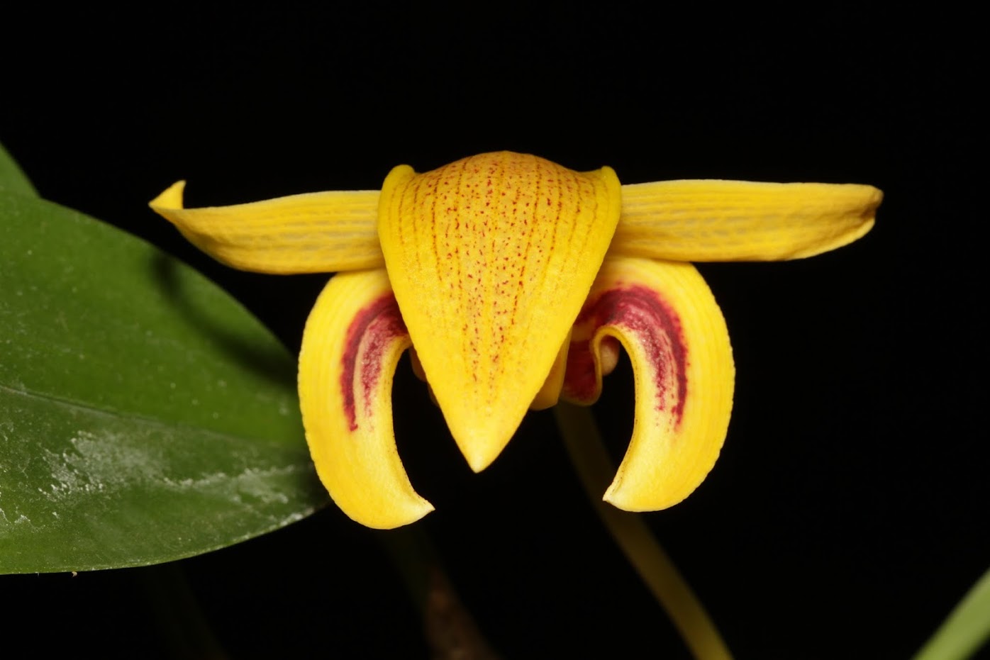 Bulbophyllum dearei IMG_4258