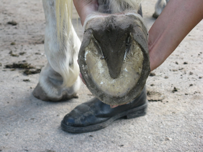 Besoin d'avis et conseils sur les pieds de mon cheval IMG_2250