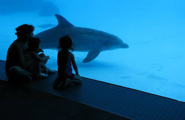 texas state aquarium family dolphin viewing