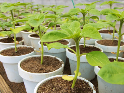 √ ひまわり 育て 方 鉢植え 116690