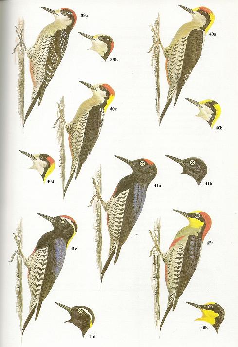 Woodpeckers - Avian Review