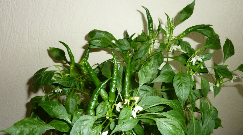 P1160546.JPG