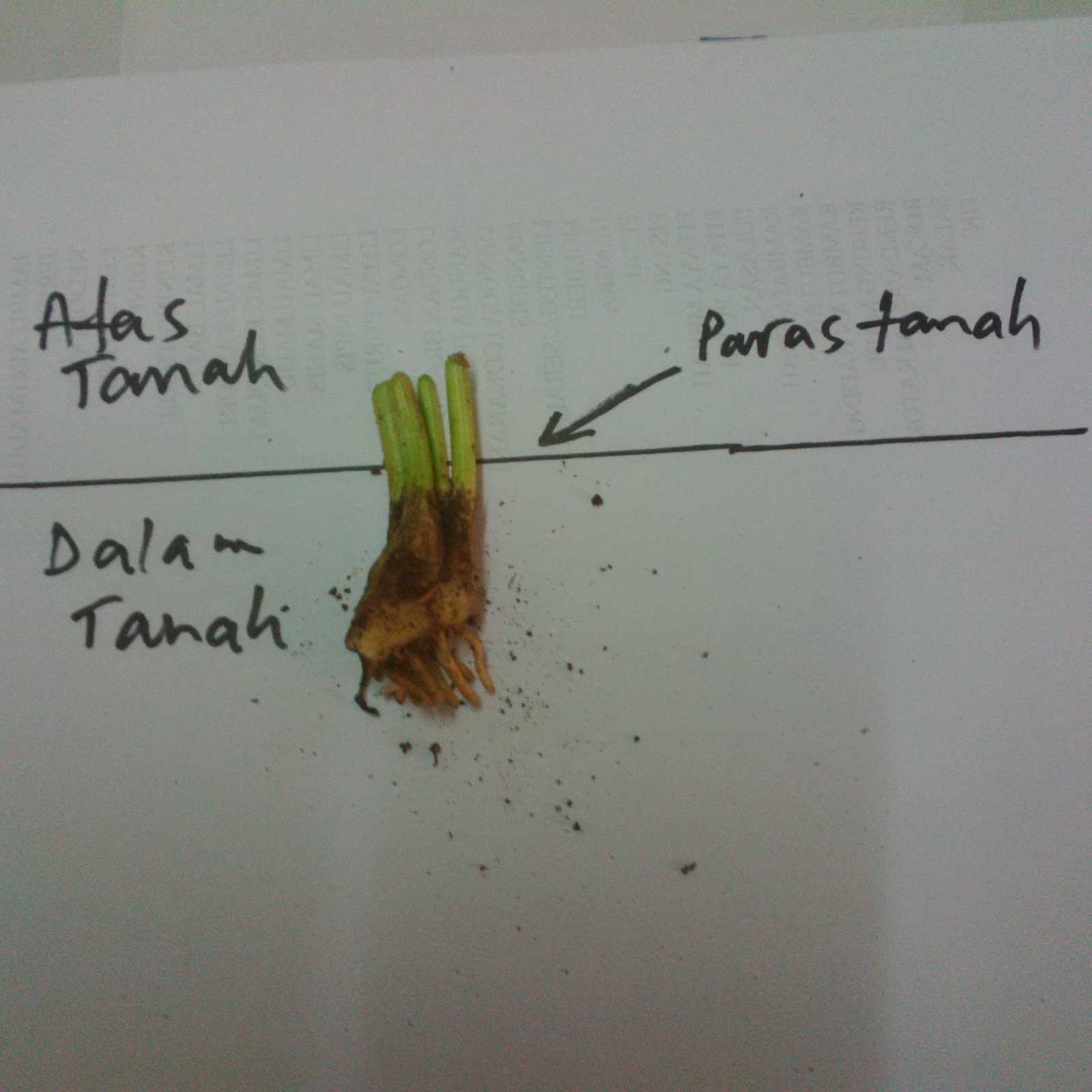 PanduanArasTnm.jpg