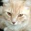 Plasmo Cat's user avatar