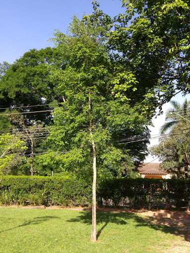 Condomínio Residencial Bourgainville, Av. Anísio Haddad - Jardim Vivendas, São José do Rio Preto - SP, 15080-310, Brasil, Residencial, estado São Paulo