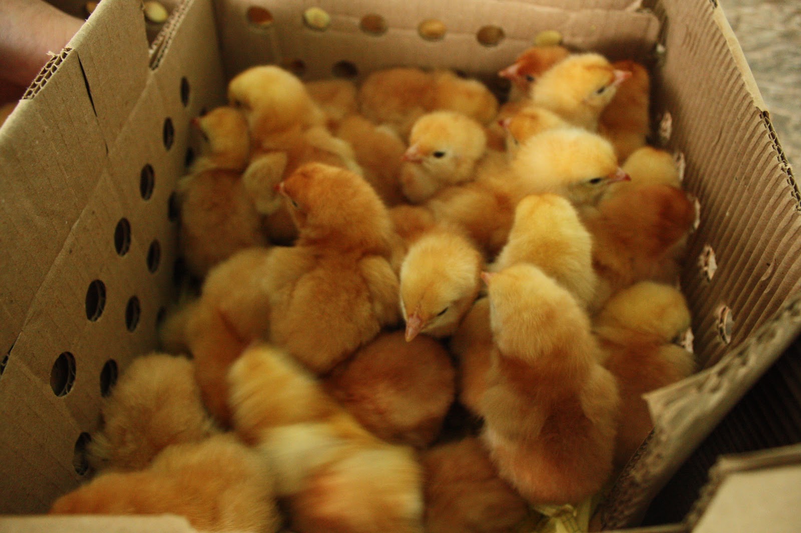 Цыплята бройлеры купить живые в московской области. Редбро Сассо. Сассо кабир цыплята. Цыплята цветной бройлер. Цветные цыплята.