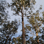 Eucalypts in the Grose Valley (50528)