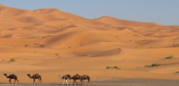 Dromedare vor Sand-Dünen von Erg Chebbi, Tafilalet, Marokko