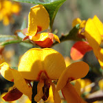 Native Pea flower (189993)