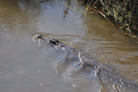 Wildlife Photos of Crocodile