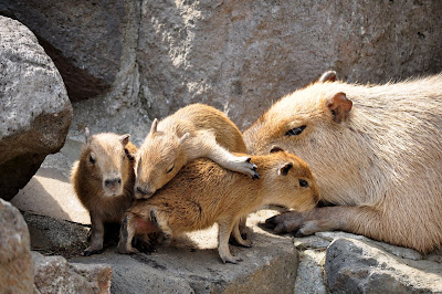 伊豆シャボテン公園の3匹の子供カピバラ 春の青春18きっぷの旅 カピバラ編 その3 とくとみぶろぐ
