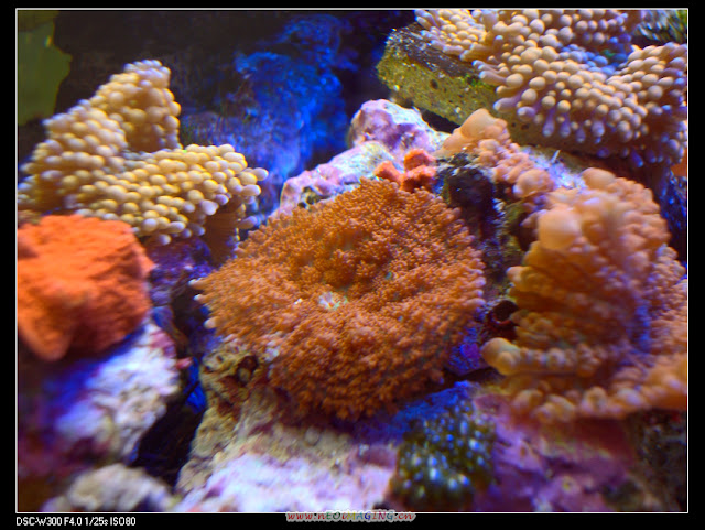 DSC00308.JPG