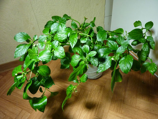 P1270341.JPG