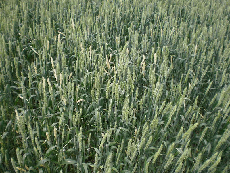 P5050010.JPG
