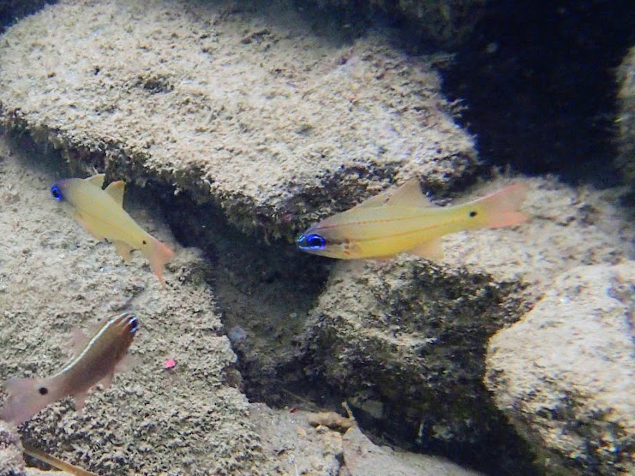 Apogon chrysopomus (Spotted-gill Cardinalfish), Miniloc Island Resort reef, Palawan, Philippines.