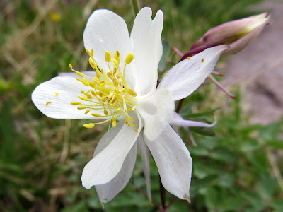 The only Columbine flower that I saw in Grandaddy Basin