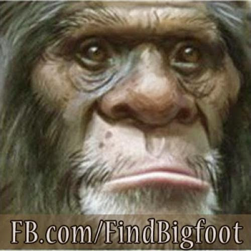 Facebookfindbigfoot Declares 2013 Year Of The Bigfoot