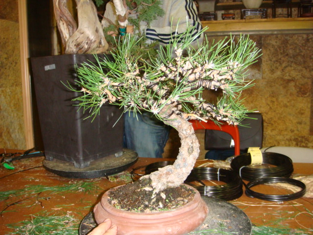 Pinus thunbergii DSC00653