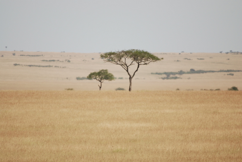 El zoo más grande del mundo - Kenya (2009) - Blogs de Kenia - Maasai Mara (27-29 de junio de 2009) (25)