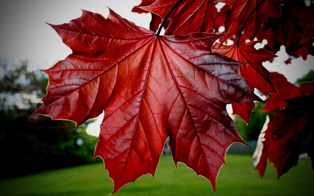 Red Maple Leaf Wallpapers - HD Wallpapers