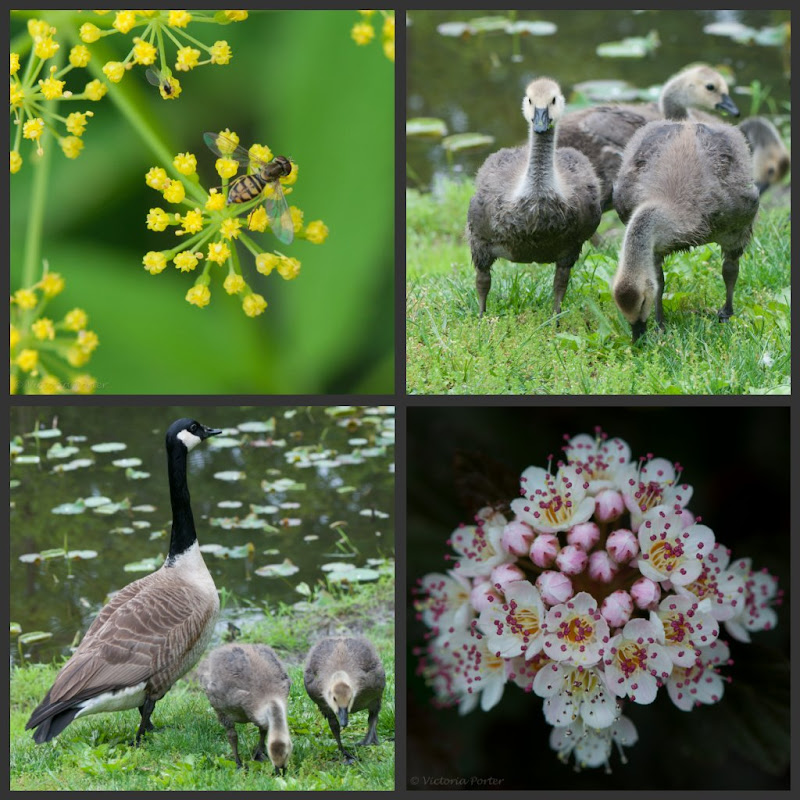 collage of flowers and geese