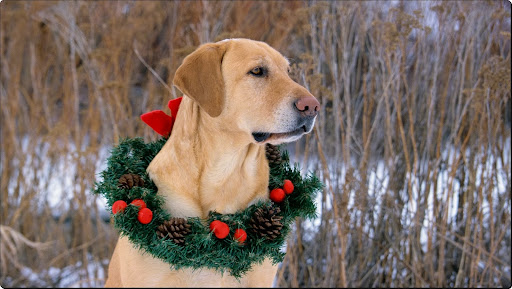 Ready for Christmas, Yellow Labrador.jpg