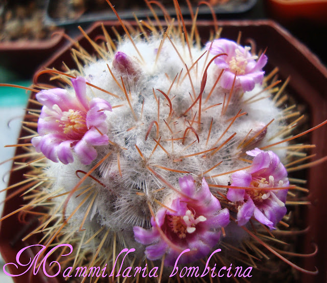 Mammilaria (маммилярия). - Страница 4 DSC03988