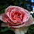 Reviewer Profile Image