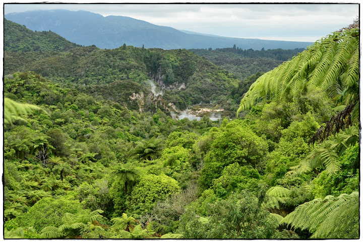 Te Ika ā Maui (Nueva Zelanda isla Norte) - Blogs de Nueva Zelanda - Thermal Explorer Highway (14)