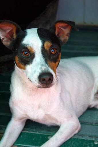 *ADOPTADO* PANCHO, bodeguero, macho, t.pequeño. Sevilla (se envia) Pancho-b3