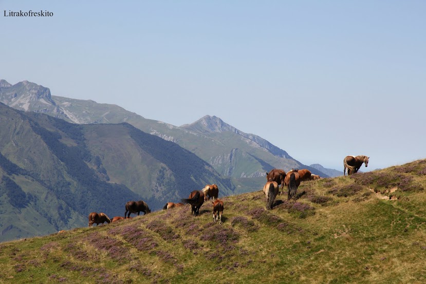 Paseo por las nubes de los Pirineos 2015 - Página 2 Pirineos%2B2015%2B201