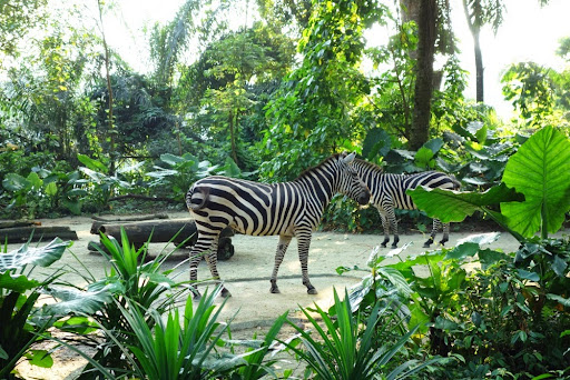 Zebras